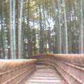 A cool path leading thru a bamboo grove (very famous).