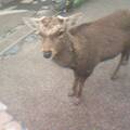 Another deer in Nara.